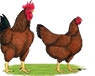 Owen Farms - Chicken